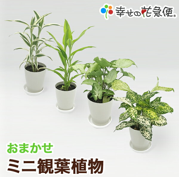 ミニ観葉植物