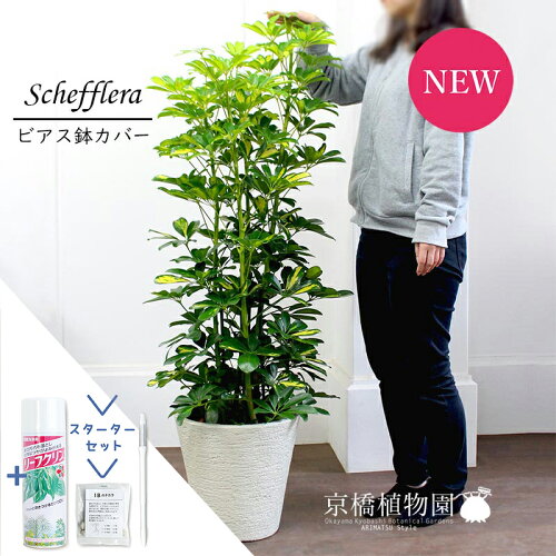 【SSクーポンあり】【スターターセット付】【シェフレラ】ホンコンカポック　斑入り　8号【ビアス鉢カバー/ホワイト】【観葉植物/インテリア/おしゃれ/ナチュラル/鉢植え/贈り物/楽天/通販/ミドルサイズ/サスティー/SUSTEE/リーフクリン/IBのチカラ】【大型】