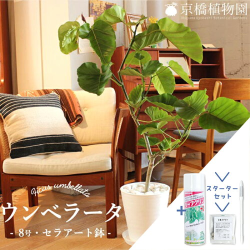 【スターターセット付】【幹がわかれた幅広タイプ】フィカス・ウンベラータ　8号【白セラアート鉢/受け皿付き】【観葉植物/インテリア/おしゃれ/ナチュラル/鉢植え/贈り物/楽天/通販/ミドルサイズ/ゴムの木/サスティー/SUSTEE/リーフクリン/IBのチカラ】【大型】