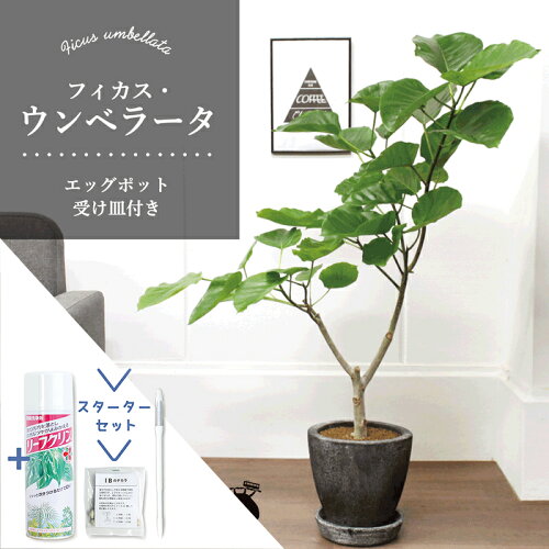 【20日はP5倍！】【スターターセット付】【エッグポット/グレー】フィカス・ウンベラータ【受け皿付き】8G【観葉植物/インテリア/おしゃれ/ナチュラル/鉢植え/贈り物/楽天/通販/ミドルサイズ/ゴムの木/サスティー/SUSTEE/リーフクリン/IBのチカラ】