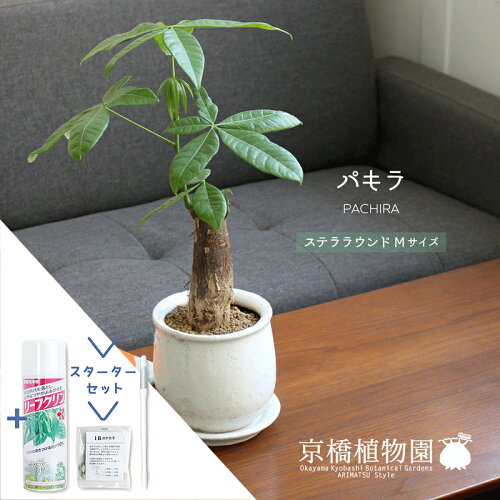 【スターターセット付】パキラ　バオバブフォーム【ステララウンドM/受け皿付き】【観葉植物/インテリア/おしゃれ/ナチュラル/鉢植え/贈り物/楽天/通販/スモールサイズ/人気商品/サスティー/SUSTEE/リーフクリン/IBのチカラ】