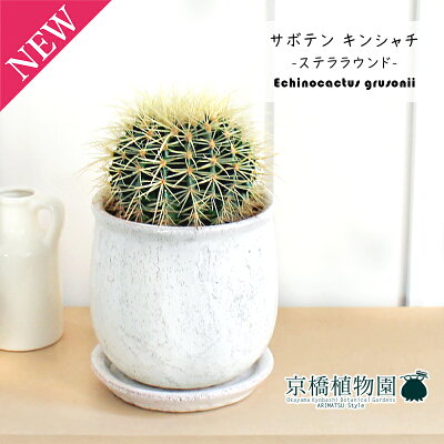 【ステララウンドL/ホワイト】サボテン 金鯱（キンシャチ）【受け皿付き】5G【観葉植物/インテリア/おしゃれ/ナチュラル/鉢植え/贈り物/楽天/通販/スモールサイズ/乾燥に強い/育てやすい/ギフト/プレゼント】