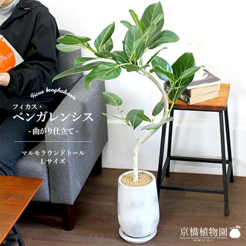 【20日はP5倍！】【マルモラウンドトールLサイズ】ベンガレンシス【曲がり】【受け皿付き】【おしゃれなモルタル製鉢】