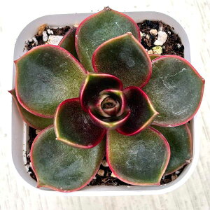 【当店農場生産】●多肉植物 エケベリア レッドライト 7.5センチポット苗 Y6002