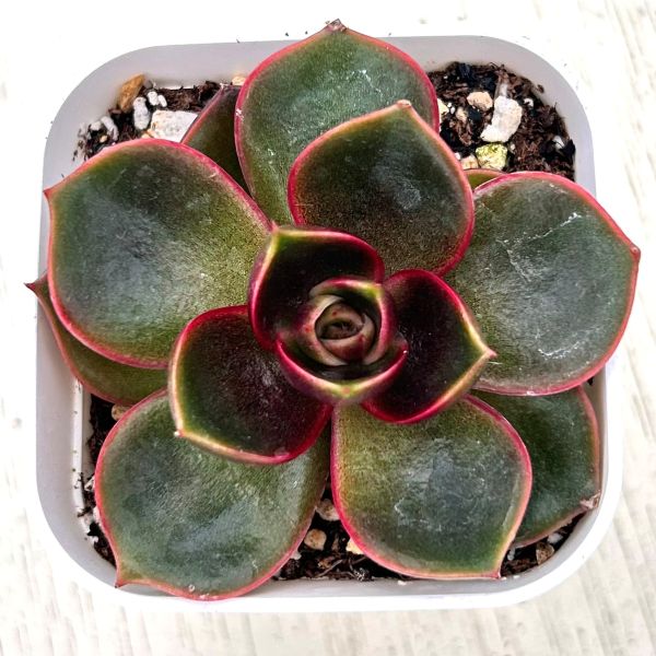 多肉植物 エケベリア レッドライト 7.5センチポット苗