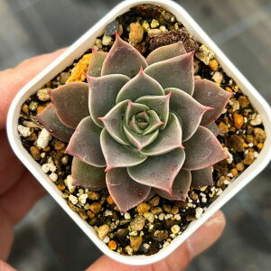 【当店農場生産】●多肉植物 エケベリア ミア 7.5センチポット苗 C4214