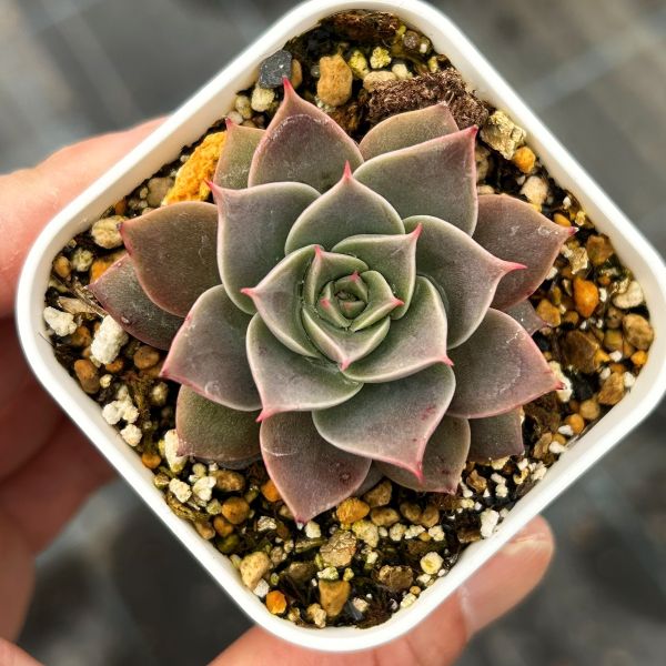 多肉植物 エケベリア ミア 7.5センチポット苗
