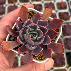 【当店農場生産】●多肉植物 エケベリア 晩霞の舞 7.5センチポット苗 D5043