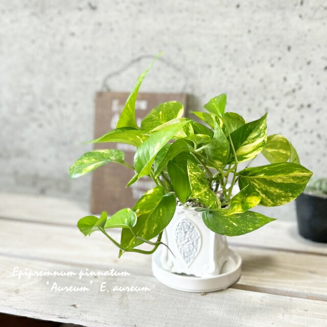 観葉植物 ポトス ゴールデン 4号鉢