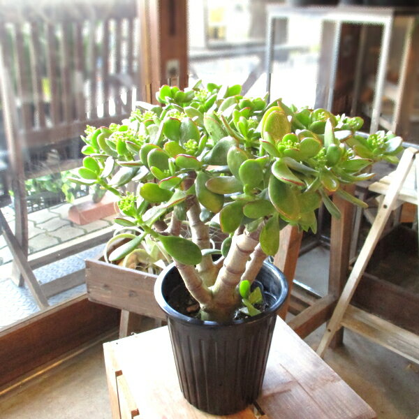 多肉植物 お金のなる木 花月 成金草 5号鉢