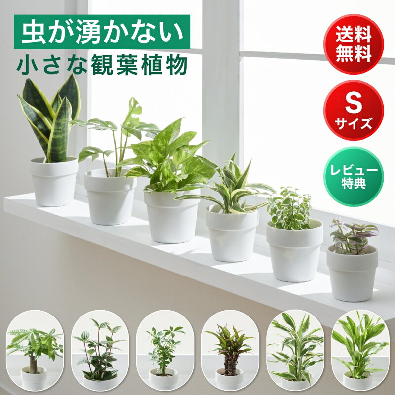 観葉植物 ミニ ハイドロカルチャー パキラ モンステラ サンスベリア ポトス
