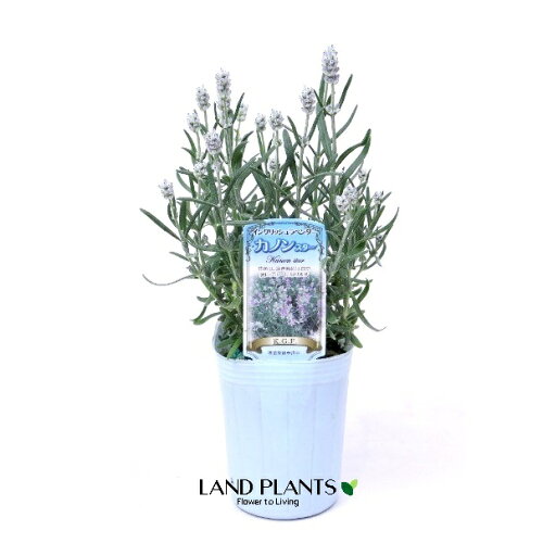 【ケース販売：24入】 ラベンダー（カノンスター） 2.5号 ポット苗 24鉢 フレンチラベンダー 多花性 Lavandula