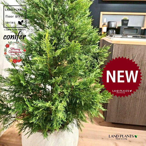 レイランディ（ツリー型：170cm） 10号 白色 ぽってり スタイリッシュ 植木鉢 1鉢 【受皿・ココファイバー】 クリスマスツリー ヒバ コニファー コニファ レイランドヒノキ レイランドサイプレスconifer Cupressocyparis leylandii
