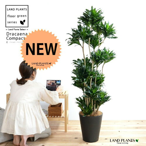 ドラセナ（コンパクタ） 10号 セラアート鉢 黒色 【ココファイバー・プラ皿】 鉢 鉢植え 植木鉢 プラスチック プラ鉢 ドラセナコンパクタ コンパクター 黒 ブラック 大型 尺 尺鉢