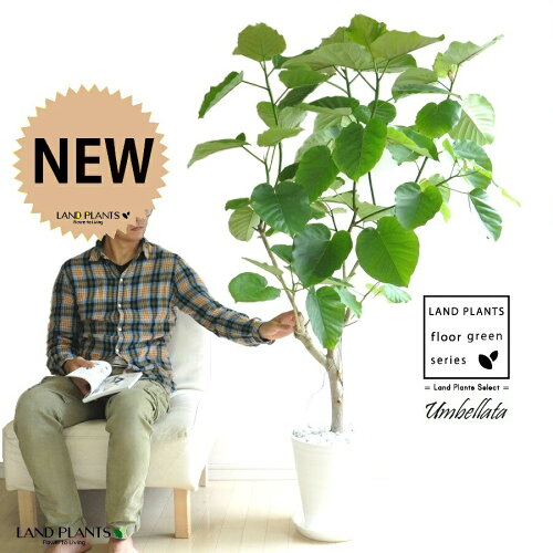 ウンベラータ（自然樹形） 10号 セラアート鉢 白色 【白色・プラ皿】 鉢 鉢植え 植木鉢 プラ鉢 プラスチック ゴムノキ ゴムの木 ゴム ウンダベータ ウランベータ 白 ホワイト 丸 丸型 ラウンド 大型 尺 尺鉢