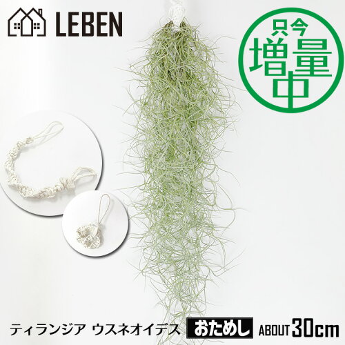 【10%OFFクーポン！お買い物マラソン】★予約★【只今！増量中】おためし ウスネオイデス [1束]約30cm スパニッシュモス エアープランツ エアプランツ 観葉植物 ティランジア チランジア 壁掛け 吊り下げ インテリア 誕生日 ギフト 丈夫 人気 育てやすい[ap]