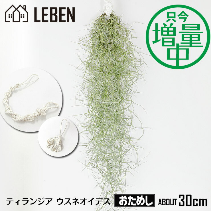ウスネオイデス エアープランツ スパニッシュモス