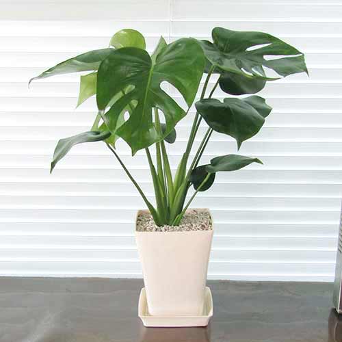 【送料無料・ギフト対応】 モンステラ 観葉植物 スタイリッシュ14cmプラ鉢植え（スクエア） 鉢受け皿つき