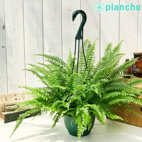 PLANCHU 観葉植物 ネフロレピス モンタナ 5号吊り鉢 育て方説明書付き Nephrolepis exaltata ‘Montana’ ボストンファーン ボストンファン シダ植物