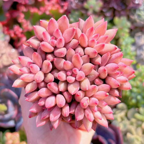 多肉植物 金魚姫(7苗) 新入荷 るる農園 観葉植物 インテリア グリーン エケベリア セダム アエオ