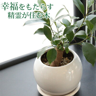 観葉植物 ガジュマル ペペロミア 鉢植え
