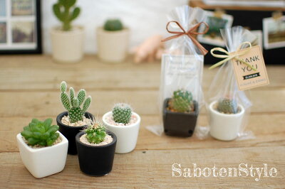 【選べるプチサイズ】サボテン 多肉植物 1POT プチミニシリーズ | 水やり簡単 育てやすい 初心者にも | 多肉植物 観葉植物 インテリア | プチギフト プレゼント 夏ギフト お中元 敬老の日 | デスク用 卓上 まとめ買い | 新生活 卒業 退職 | 後藤サボテン 春日井