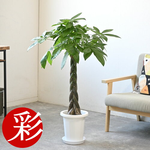 パキラ 8号鉢 観葉植物 大型 鉢カバーオプション 本物 観葉植物 インテリア 開店祝い 移転祝い 新築祝い アジアン 室内 オフィス ギフト プレゼント 観葉植物 パキラ 母の日