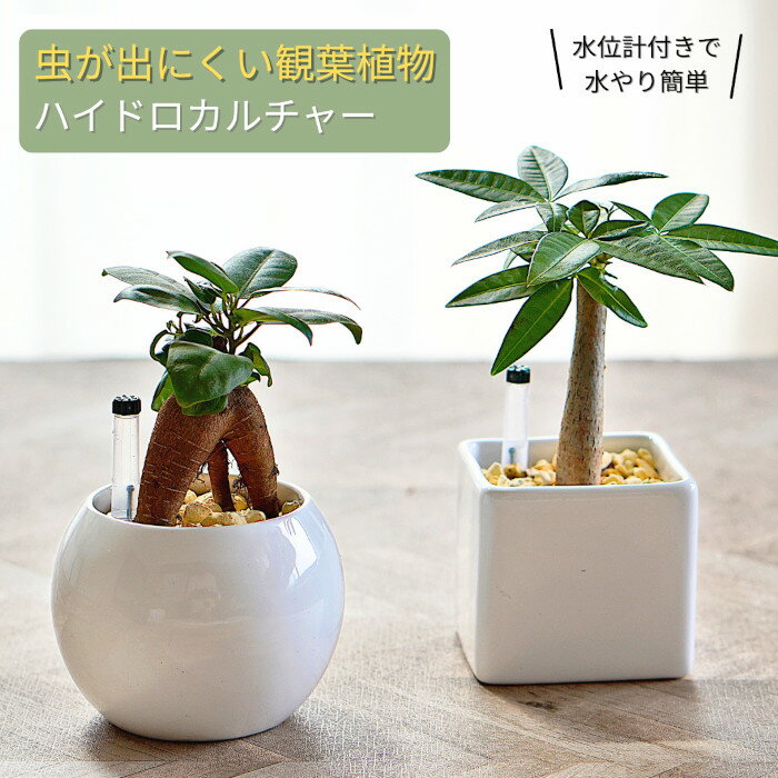 観葉植物 ハイドロカルチャー ミニ観葉 植物セット