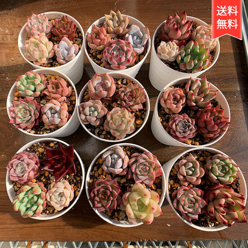 多肉植物 寄せ植え お試しセット エケベリア属