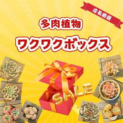 当店農園直売　6月ワクワクボックス 店長厳選　数量限定　寄せ植え　多肉専門VERVE
