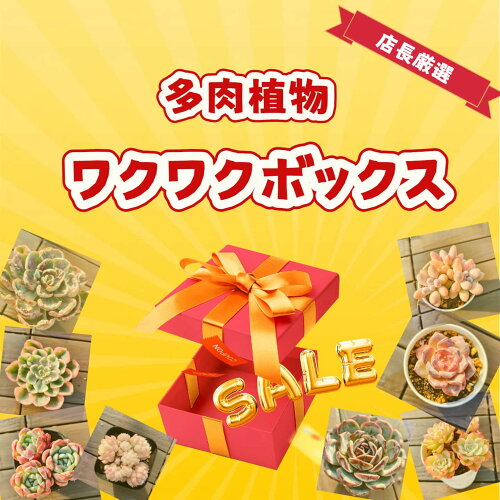 当店農園直売　6月ワクワクボックス 店長厳選　数量限定　寄せ植え　多肉専門VERVE