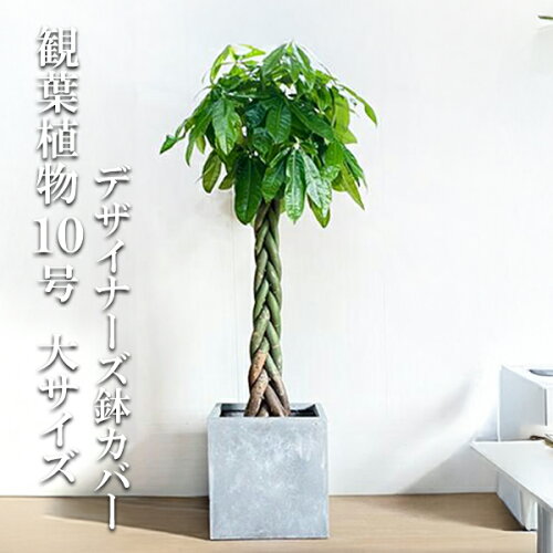 観葉植物 大型 パキラ 10号 法人様送料無料 キューブ型 デザイナーズ 高級鉢カバー付 アッシュグレー ねじり 編み プレミアム おしゃれ 尺鉢 大鉢 10号鉢 インテリア 鉢カバー付き 商売繁盛