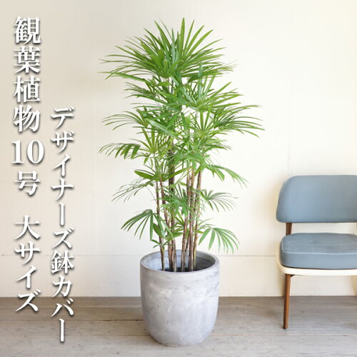 観葉植物 大型 法人宛送料無料 シュロチク 棕櫚竹 アッシュグレー ラウンド型 高級鉢カバー付 大サイズ 大鉢 10号鉢 インテリア