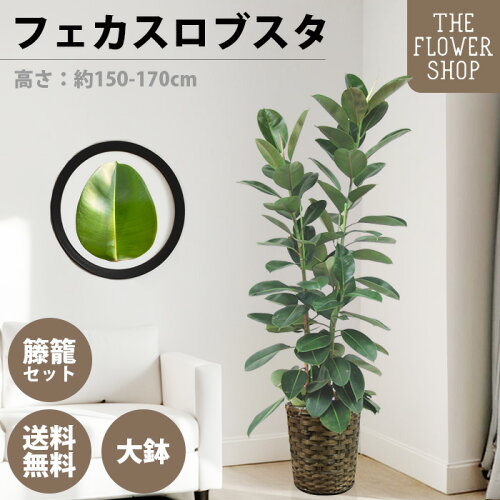 【お買い物マラソン】観葉植物 フィカスロブスタ 高さ：約150-170cm 10号 グリーン プレゼント ギフト クリスマス 母の日 父の日 敬老の日 お祝い 開店御祝 新居御祝 就任御祝 上場御祝 インテリア おしゃれ 送料無料 バスケット付き カゴ付き