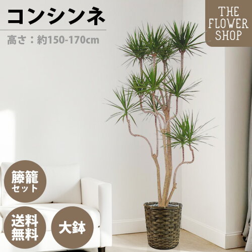 【選べるサイズ】観葉植物 コンシンネ 高さ：約100-120cm 約160-180cm グリーン プレゼント ギフト クリスマス 母の日 父の日 敬老の日 お祝い 開店御祝 新居御祝 就任御祝 上場御祝 インテリア おしゃれ 送料無料 バスケット付き カゴ付き