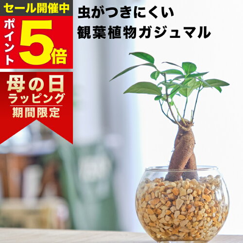 【雑誌で紹介・10000個超販売実績】ガジュマル ガジュマルの木 観葉植物 ハイドロカルチャー ミニ 沖縄 ギフト おしゃれ 土を使わない ミニ観葉植物 小さい 室内 卓上 デスク 玄関 トイレ インテリア 風水 洗面所 お祝い 開業祝い 風水に良い 縁起の良い 本物 苗木 東京寿園