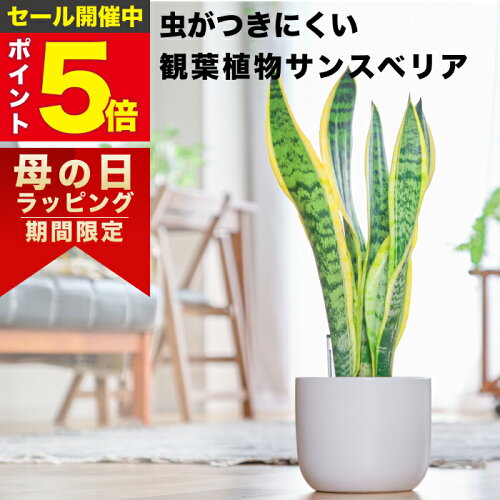 【雑誌で紹介・10000個超販売実績】 サンスベリア 大型 観葉植物 本物 東京寿園 土を使わない 大型観葉植物 大きい 室内 育てやすい ハイドロカルチャー おしゃれ 本物 卓上 デスク 玄関 トイレ インテリア ギフト お祝い 開業祝い 母の日 風水に良い 縁起の良い