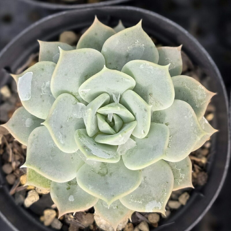 多肉植物 エケベリア フルールブラン 7.5cmポット