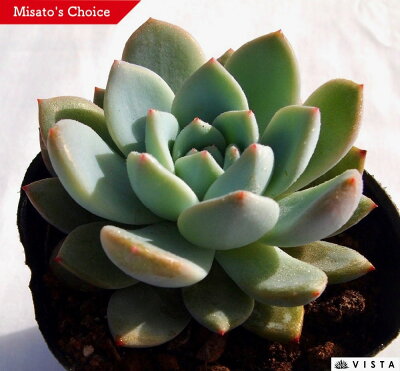 モンロー　エケベリア属　多肉植物　9cmポット観葉植物 雑貨 ラおすすめ インテリア 暮らし 室内 植物 育て方 サボテン 多肉