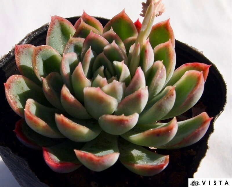 白蓮華 エケベリア属 多肉植物 9cmポット