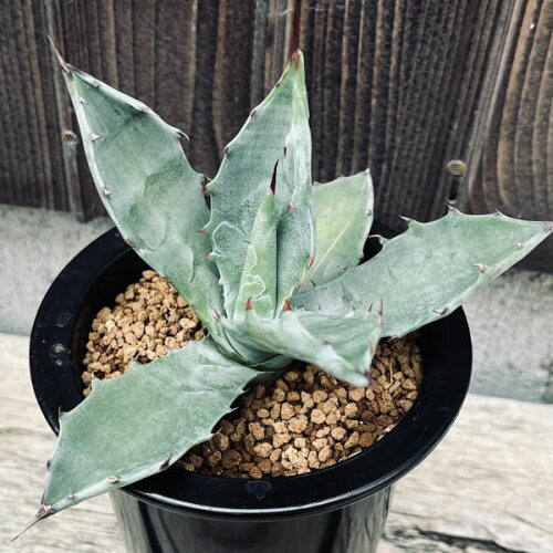 多肉植物：アガベ コロラータ*幅13cm　現品！一品限り