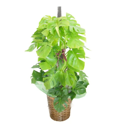 観葉植物 モンステラ ヘゴ柱 10号鉢 茶かご 受け皿付き ブラウンバスケット 高さ150〜160cm程度 大型 インテリアグリーン ギフト 南国風 寒さに強い