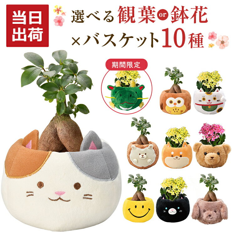 観葉植物 ガジュマル カランコエ ミニ観葉植物